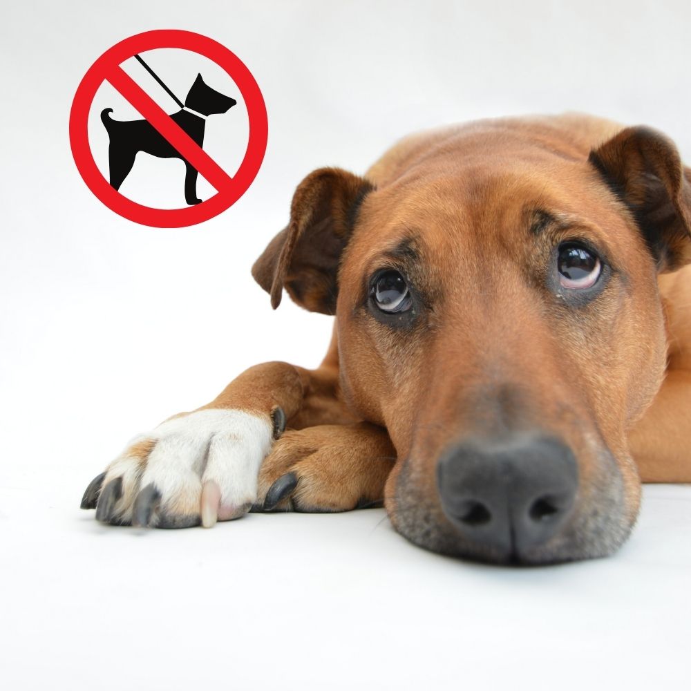 Why Some Assistance Dogs Are Turned Away – Don’t Let It Be You