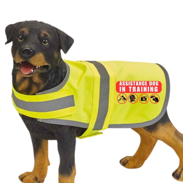 Assistance dog in training dog hi vis vest